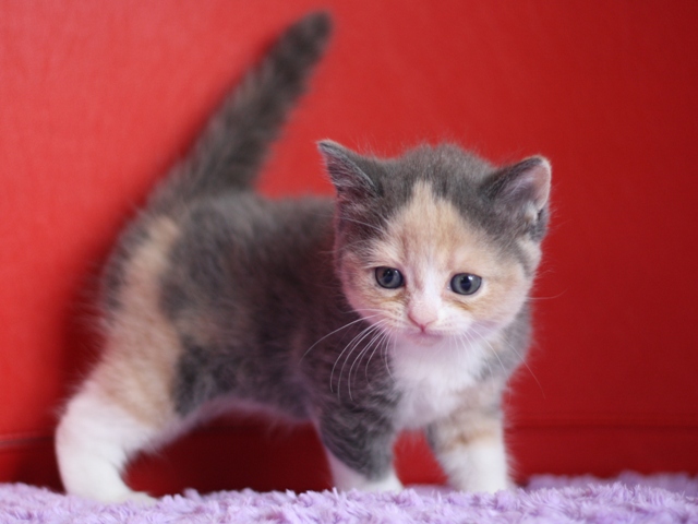 スコティッシュフォールドの子猫画像