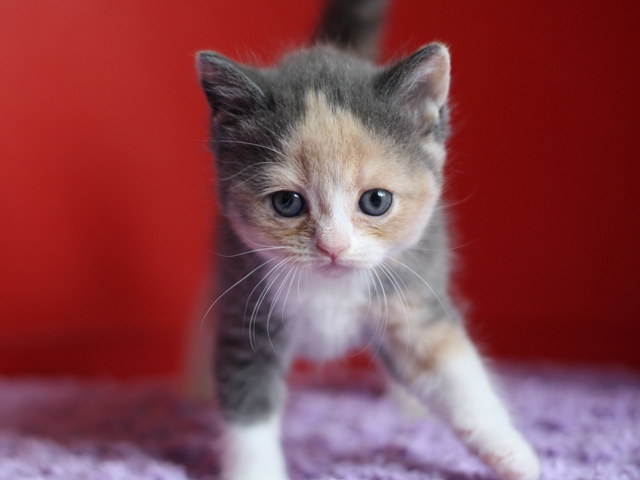 スコティッシュフォールドの子猫画像