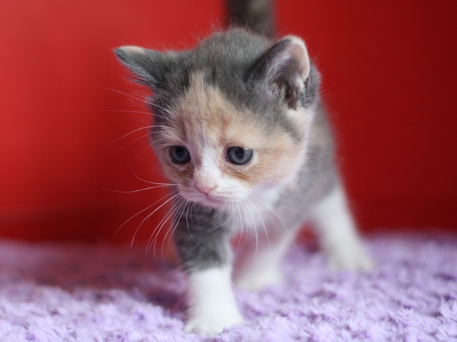 スコティッシュフォールドの子猫画像