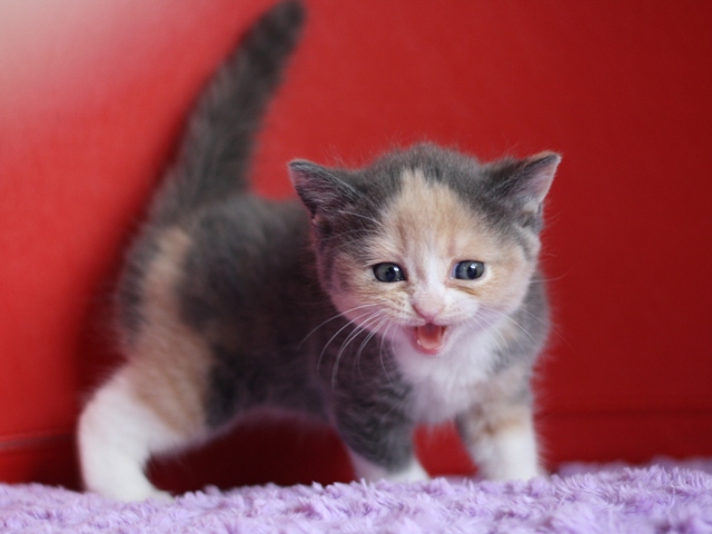 スコティッシュフォールドの子猫画像