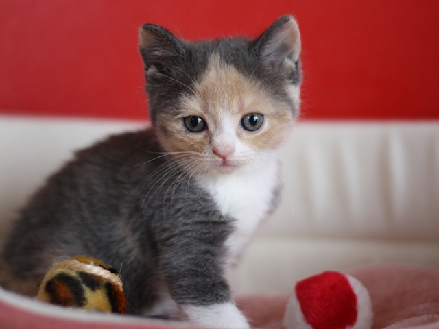 スコティッシュフォールドの子猫画像