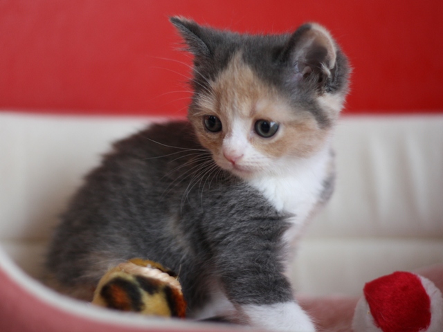 スコティッシュフォールドの子猫画像