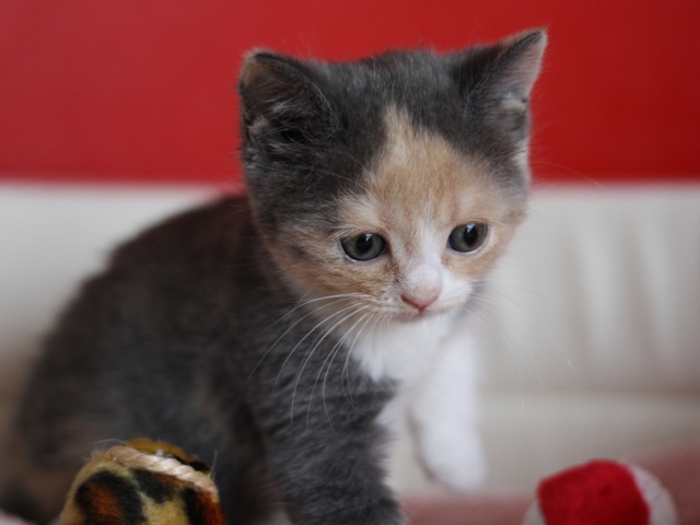 スコティッシュフォールドの子猫画像