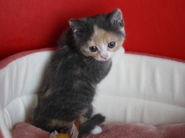 スコティッシュフォールドの子猫画像