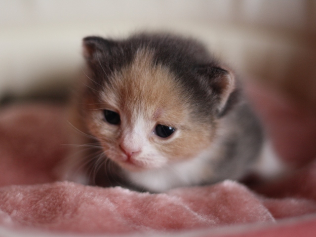スコティッシュフォールドの子猫画像