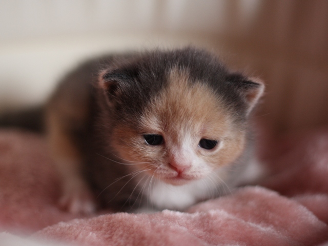 スコティッシュフォールドの子猫画像