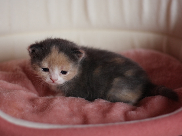 スコティッシュフォールドの子猫画像