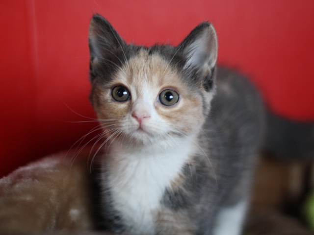 スコティッシュフォールドの子猫画像