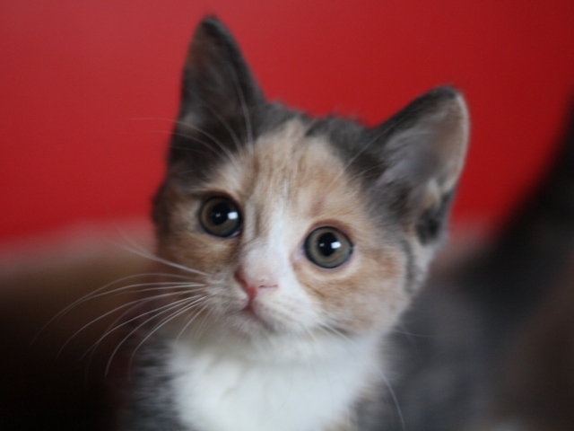 スコティッシュフォールドの子猫画像