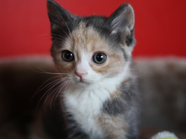 スコティッシュフォールドの子猫画像