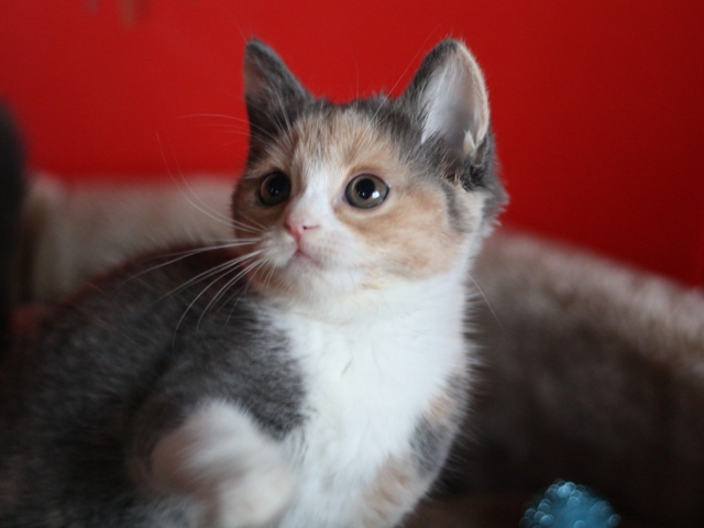 スコティッシュフォールドの子猫画像