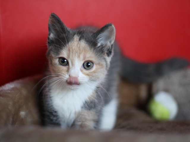 スコティッシュフォールドの子猫画像