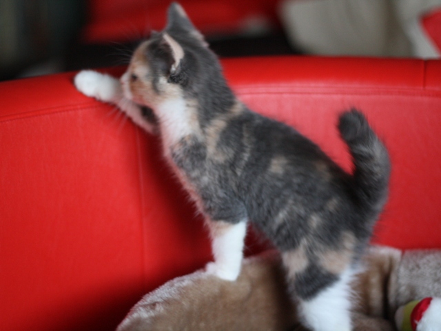 スコティッシュフォールドの子猫画像