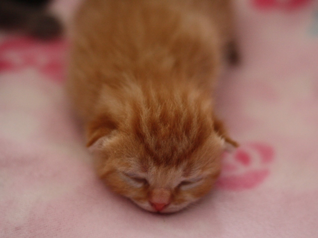 スコティッシュフォールドの子猫