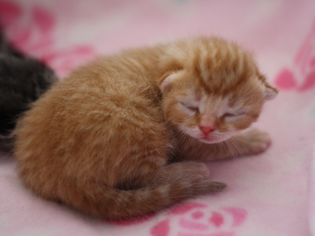 スコティッシュフォールドの子猫