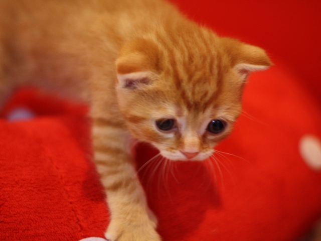 スコティッシュフォールドの子猫