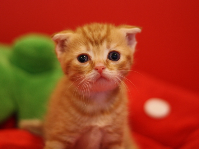 スコティッシュフォールドの子猫