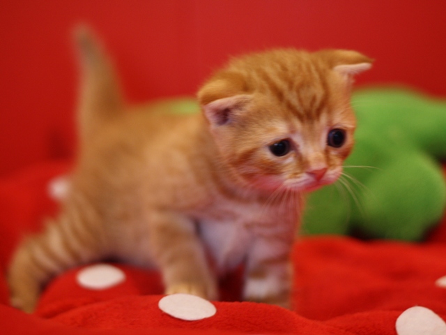 スコティッシュフォールドの子猫
