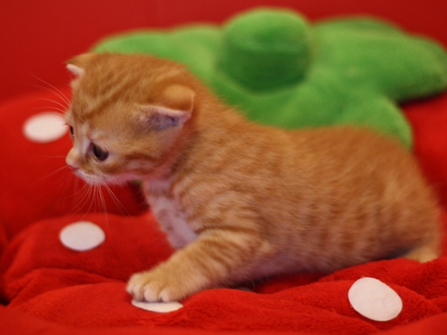 スコティッシュフォールドの子猫