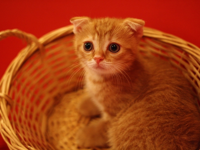 スコティッシュフォールドの子猫