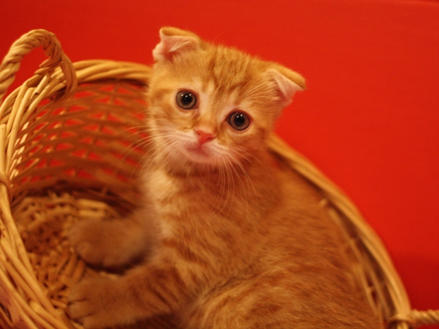 スコティッシュフォールドの子猫画像