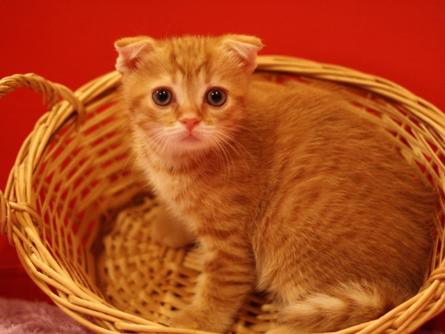 スコティッシュフォールドの子猫画像