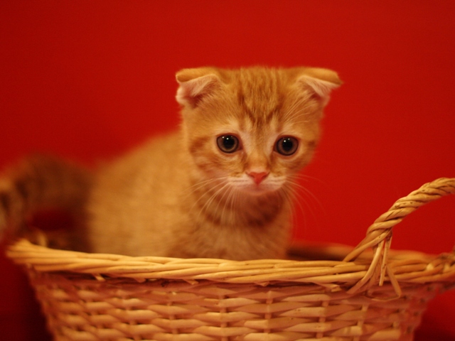 スコティッシュフォールドの子猫画像