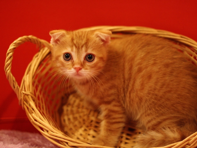 スコティッシュフォールドの子猫画像