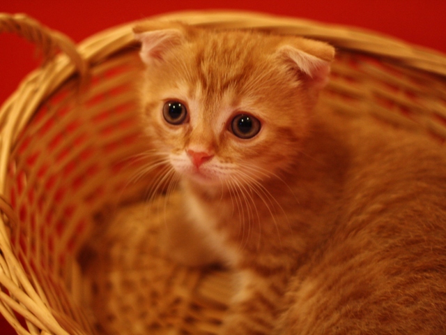 スコティッシュフォールドの子猫画像