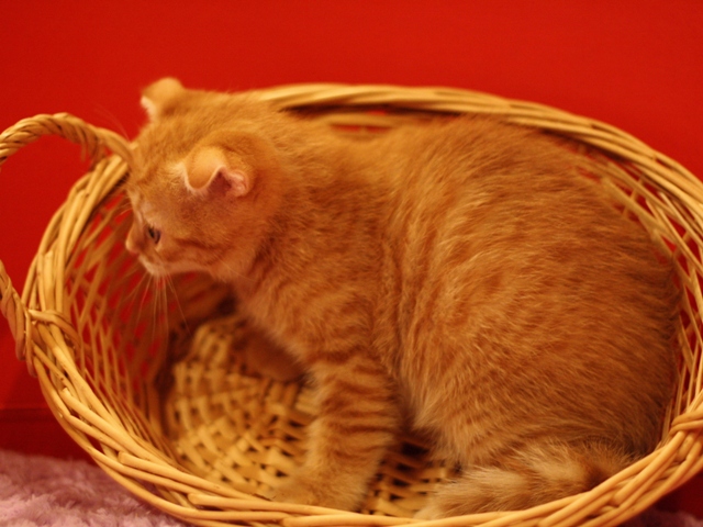 スコティッシュフォールドの子猫画像