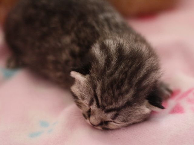 スコティッシュフォールドの子猫