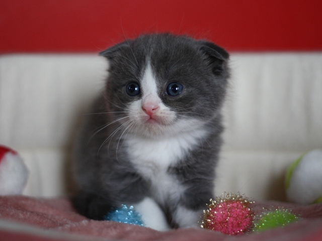 スコティッシュフォールドの子猫画像