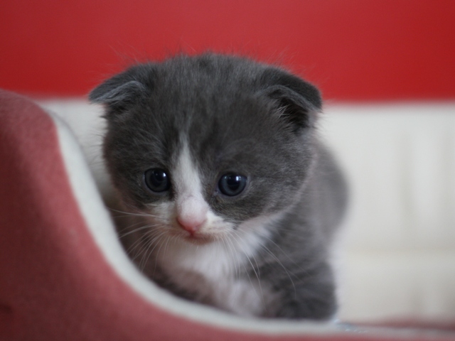 スコティッシュフォールドの子猫画像