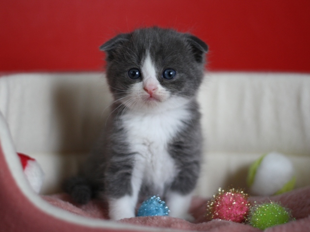 スコティッシュフォールドの子猫画像