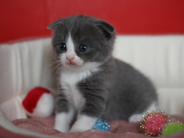 スコティッシュフォールドの子猫画像