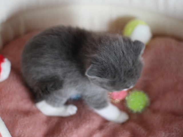 スコティッシュフォールドの子猫画像