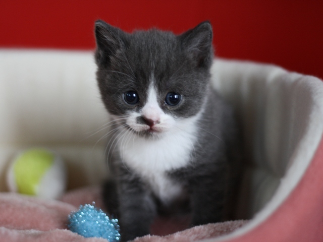 スコティッシュフォールドの子猫画像