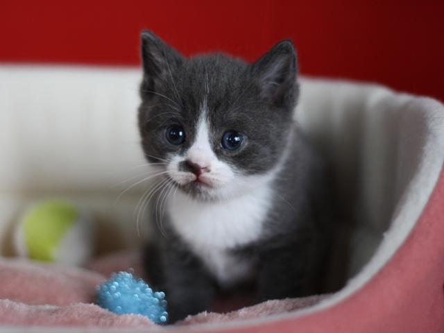スコティッシュフォールドの子猫画像