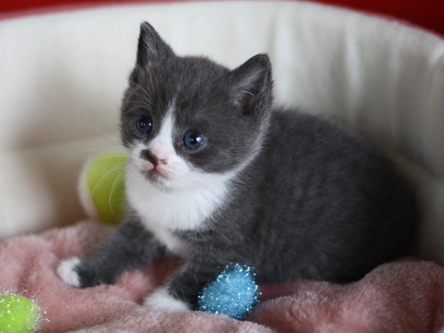 スコティッシュフォールドの子猫画像