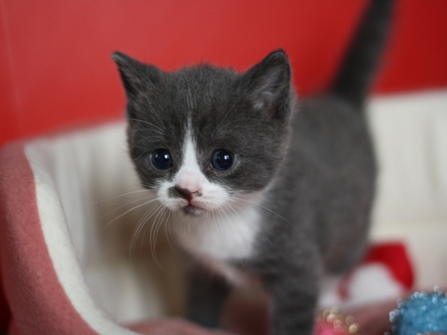 スコティッシュフォールドの子猫画像