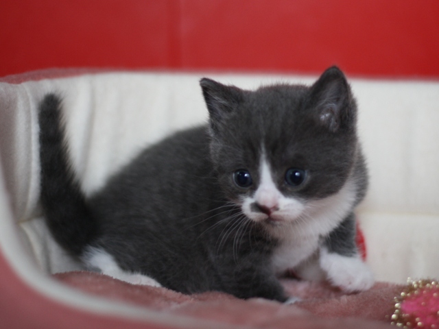 スコティッシュフォールドの子猫画像