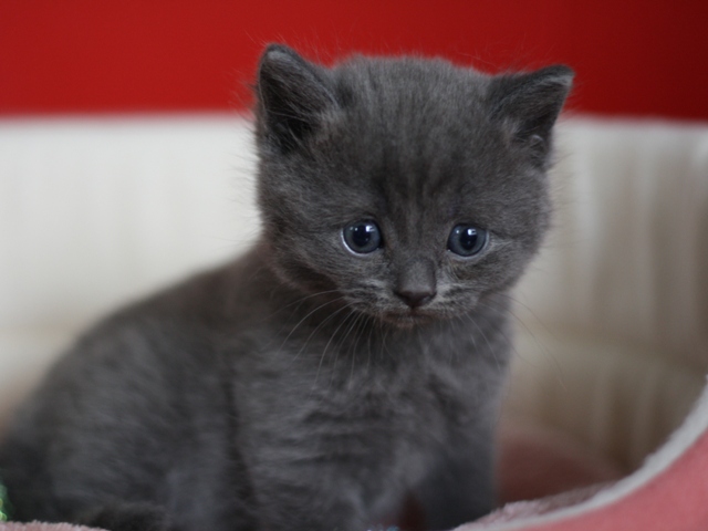 スコティッシュフォールドの子猫画像