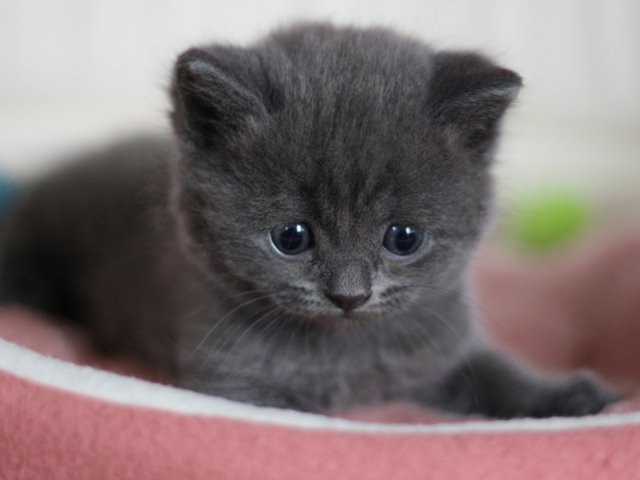 スコティッシュフォールドの子猫画像