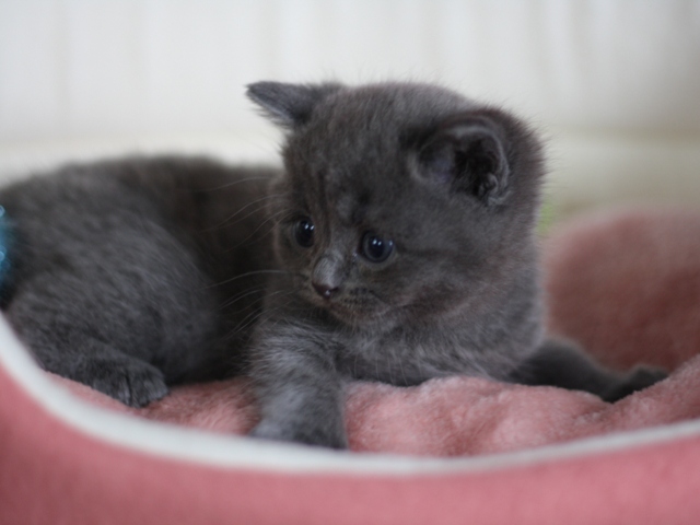 スコティッシュフォールドの子猫画像