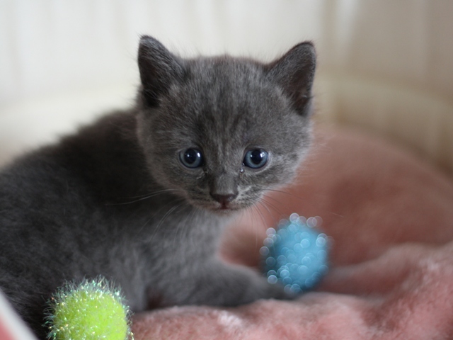 スコティッシュフォールドの子猫画像