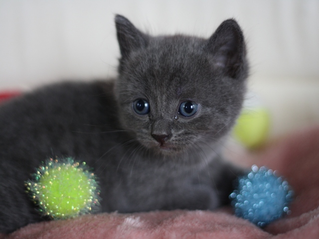 スコティッシュフォールドの子猫画像