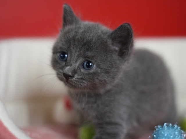 スコティッシュフォールドの子猫画像