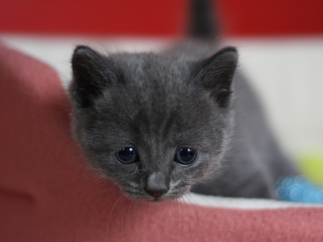 スコティッシュフォールドの子猫画像