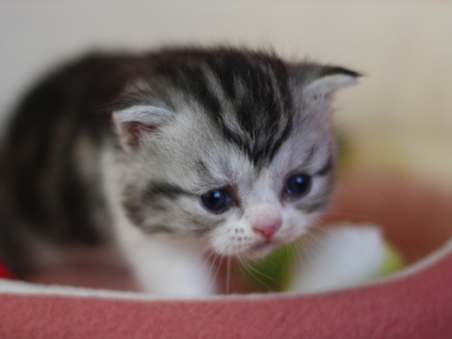 スコティッシュフォールドの子猫画像