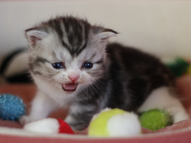 スコティッシュフォールドの子猫画像